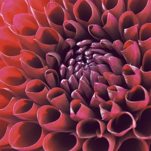 Cocktail napkins - Dahlia Delight