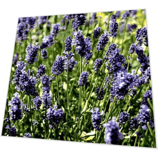 Cocktailservietten - Lavendelfeld