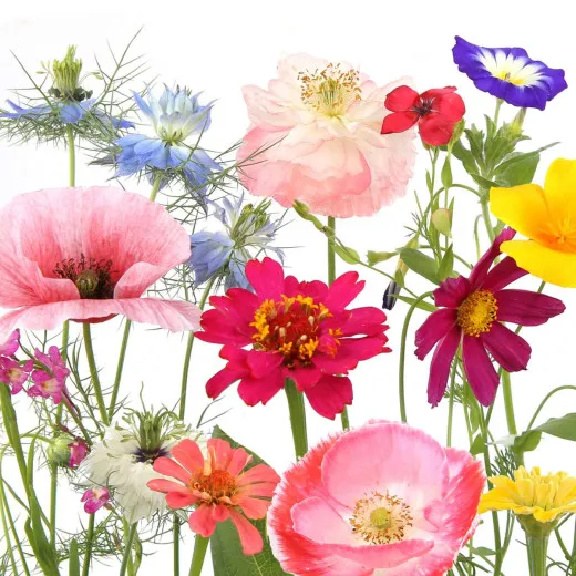 Cocktail napkins - Wildflower garden