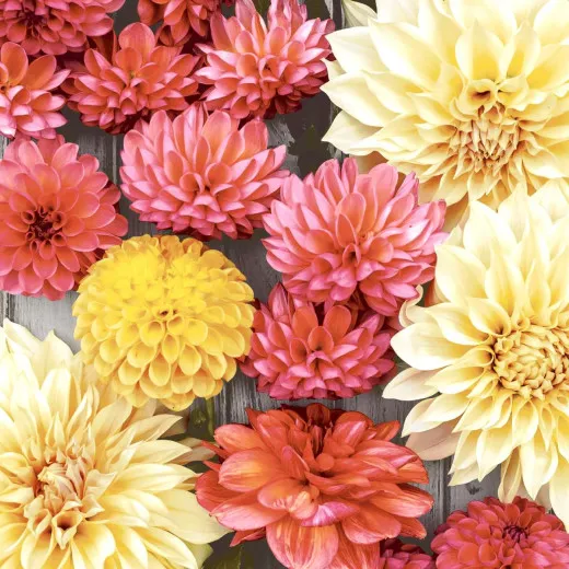 Cocktail napkins - Soft Dahlias