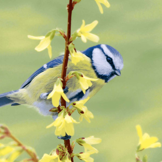 Napkins - Bluetit