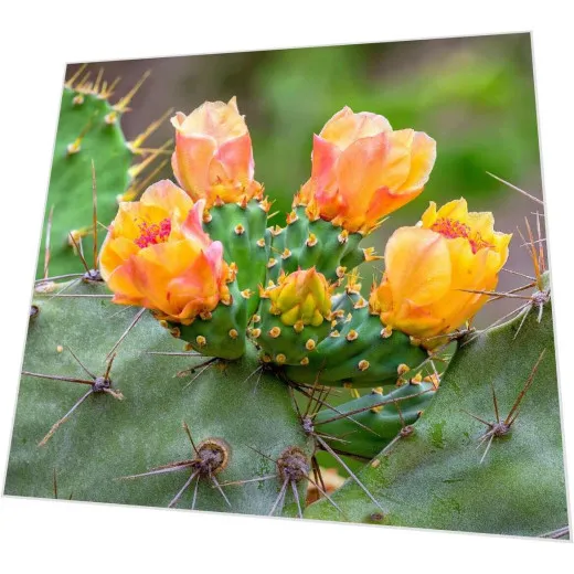 Servietten - Blühender Kaktus