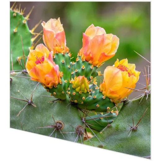 Servietten - Blühender Kaktus