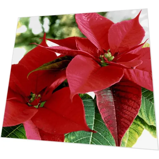 Servietten - Blühendes Rot