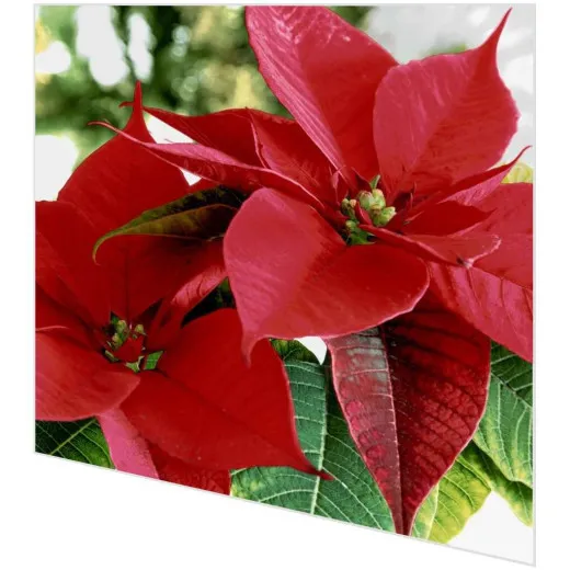 Servietten - Blühendes Rot