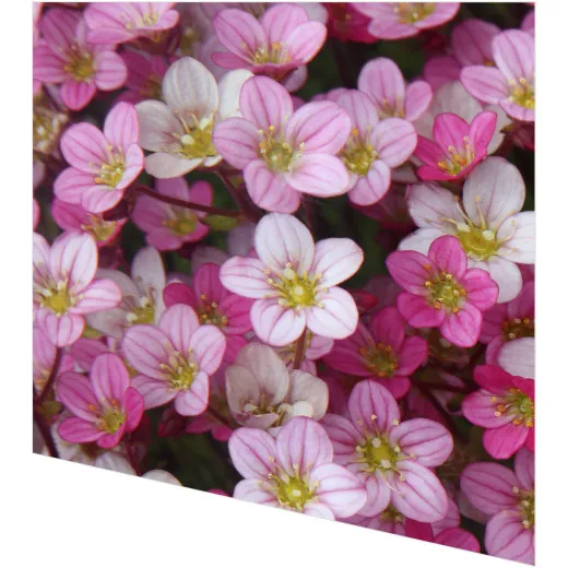 Servietten - Blumige Harmonie