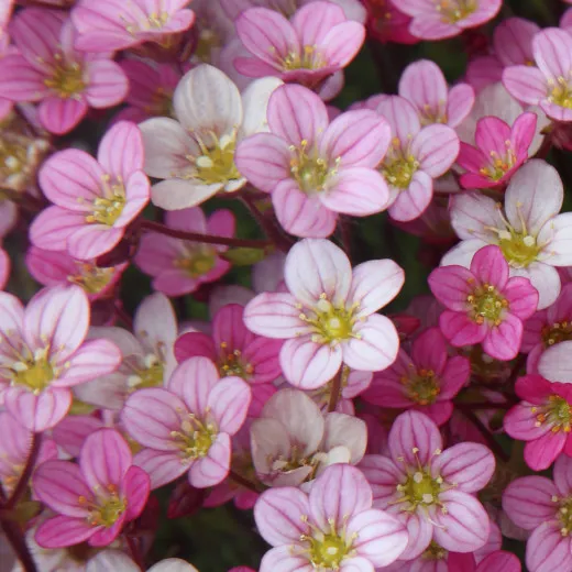 Napkins - Floral harmony