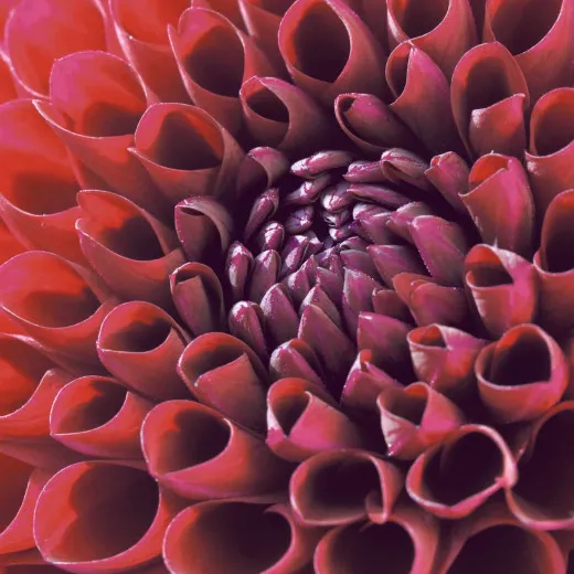 Servietten - Dahlie Servietten - Dahlie