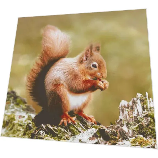 Servietten - Eichhörnchen