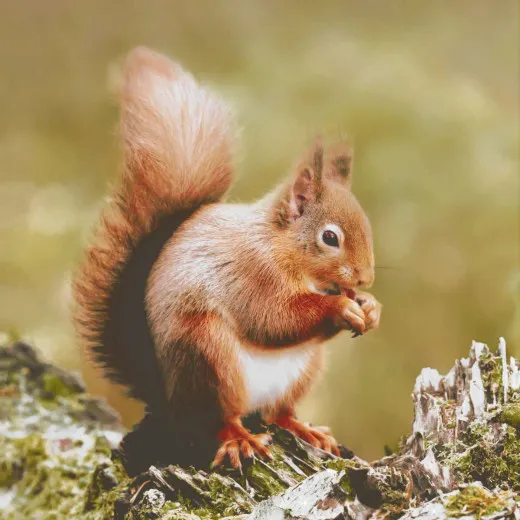 Napkins - Woodland squirrel