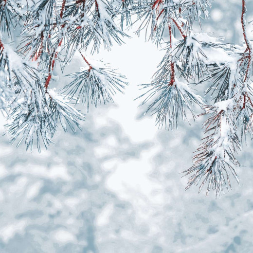 Servietten - Frostige Kiefer