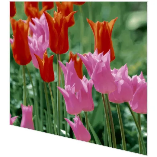 Servietten - Gartentulpen