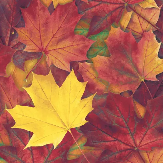 Servietten - Harmonisches Herbstlaub