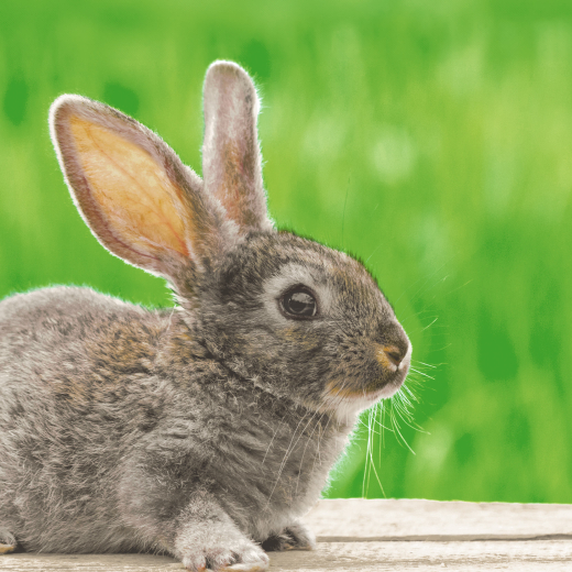 Servietten - Hase vor Gras