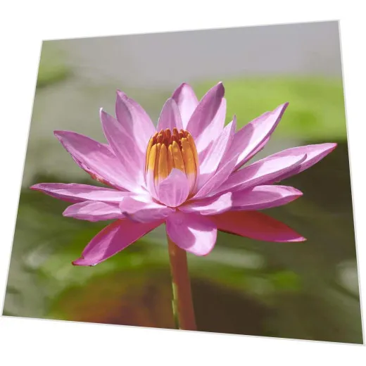 Servietten - Lotus Pink