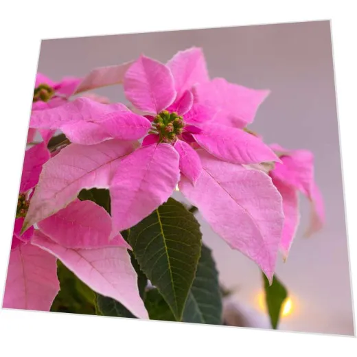 Servietten - Rosa Weihnachtsstern Poinsettie