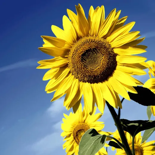 Servietten - Sonnenblumeblüte