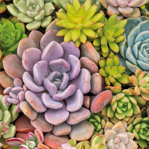 Napkins - Succulents