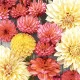 Cocktail napkins - Soft Dahlias