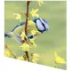 Napkins - Bluetit