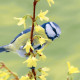 Napkins - Bluetit