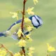 Napkins - Bluetit