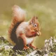 Napkins - Woodland squirrel