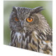 Napkins - Woodland owl