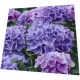 Napkins - Lilac hydrangea