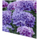Napkins - Lilac hydrangea