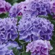 Napkins - Lilac hydrangea