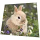 Napkins - Bunny in field