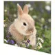 Napkins - Bunny in field