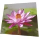 Servietten - Lotus Pink