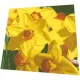 Napkins - Yellow daffodils