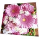 Servietten - Rosa Gerbera