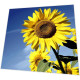Servietten - Sonnenblumeblüte