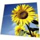 Servietten - Sonnenblumeblüte