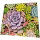 Napkins - Succulents