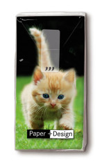 Taschentücher - Kleine Katze
