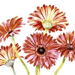 Napkins - Gerbera art