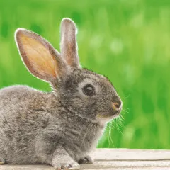 Napkins - Bunny in grass