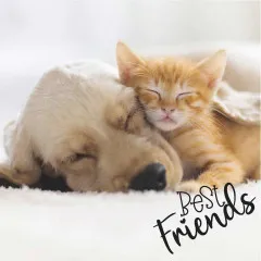 Servietten - Hund und Katze