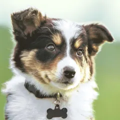 Servietten - Süßer Hund Servietten - Süßer Hund