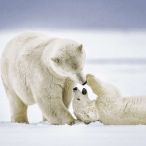 Napkins - Cuddly Bears