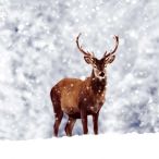 Napkins - Winter Deer