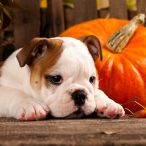 Servietten - Hund im Herbst