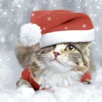 Napkins - Kitten Christmas