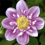 Servietten - Rosa Blüte
