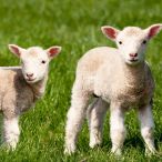Napkins - Farm Lamb